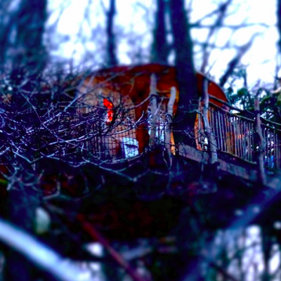 Living Room Treehouses, Wales